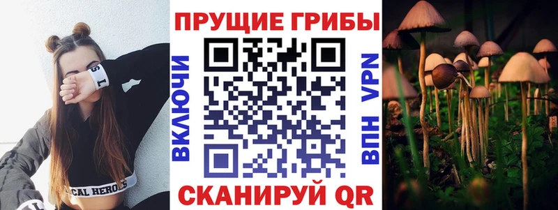 сколько стоит  Волжский  Псилоцибиновые грибы GOLDEN TEACHER 